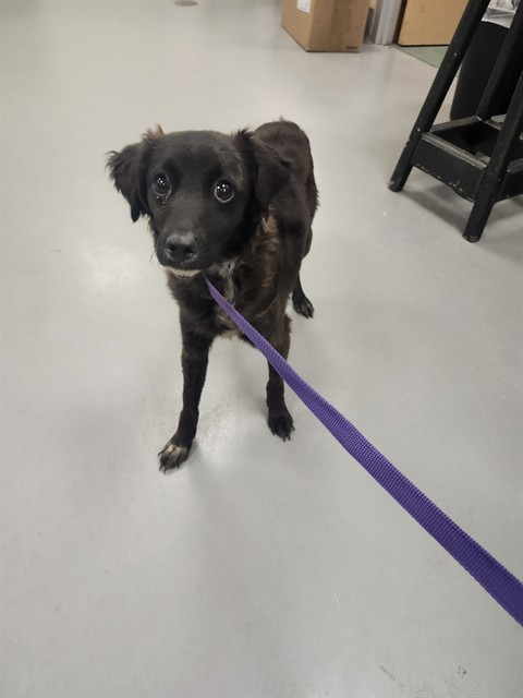 Shelter Stray Female Dog last seen Near BLOCK BROWN AVE, NUEVO, CA, 581 S Grand Ave, San Jacinto, CA 92582, USA