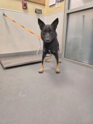 Shelter Stray Male Dog last seen SAN JACINTO AND ESPLANADE, SAN JACINTO, 581 S Grand Ave, San Jacinto, CA 92582, USA
