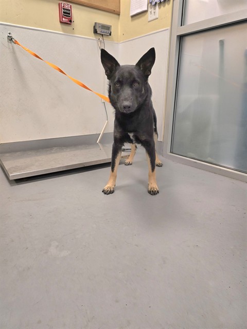 Shelter Stray Male Dog last seen SAN JACINTO AND ESPLANADE, SAN JACINTO, 581 S Grand Ave, San Jacinto, CA 92582, USA