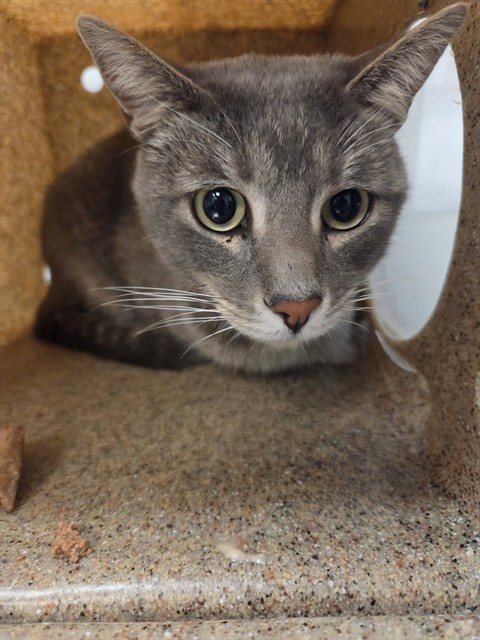 Shelter Stray Male Cat last seen Near BLOCK N LAKE ST, HEMET CA 92544, 581 S Grand Ave, San Jacinto, CA 92582, USA