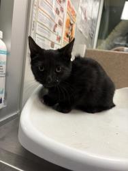 Shelter Stray Female Cat last seen Near BLOCK TAFT AVE, HEMET CA 92543, 581 S Grand Ave, San Jacinto, CA 92582, USA