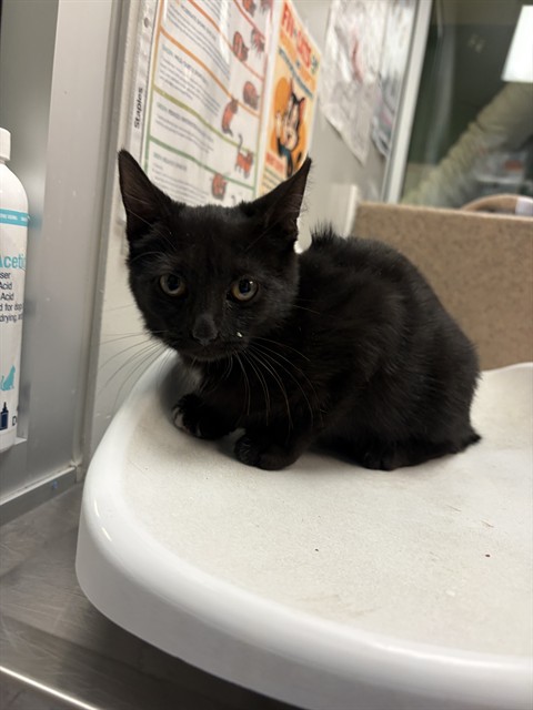 Shelter Stray Female Cat last seen Near BLOCK TAFT AVE, HEMET CA 92543, 581 S Grand Ave, San Jacinto, CA 92582, USA