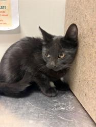 Shelter Stray Female Cat last seen Near BLOCK TAFT AVE, HEMET CA 92543, 581 S Grand Ave, San Jacinto, CA 92582, USA