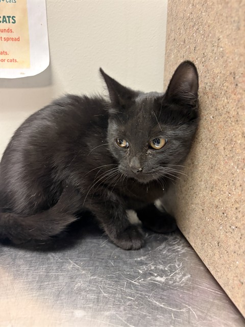 Shelter Stray Female Cat last seen Near BLOCK TAFT AVE, HEMET CA 92543, 581 S Grand Ave, San Jacinto, CA 92582, USA