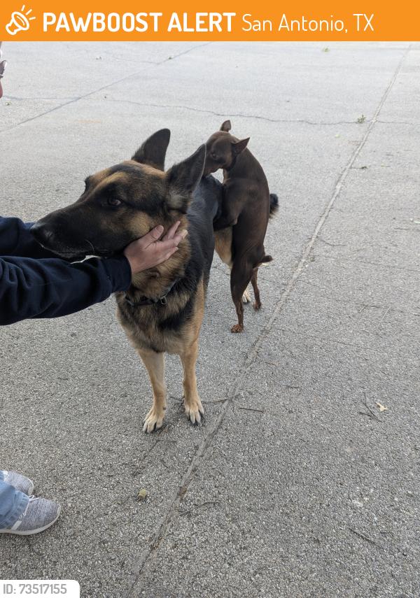 Found/Stray Male Dog last seen Silverbrook Subdivision, San Antonio, TX 78254