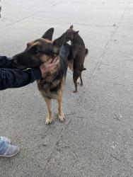 Found/Stray Male Dog last seen Silverbrook Subdivision, San Antonio, TX 78254