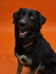Shelter Stray Male Dog last seen CHAPEL OF THE CHIMES, 16 Barnes Ct, Hayward, CA 94544, USA