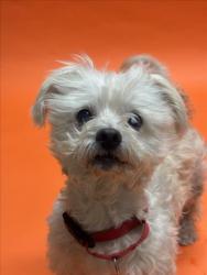 Shelter Stray Male Dog last seen LILLA, 16 Barnes Ct, Hayward, CA 94544, USA