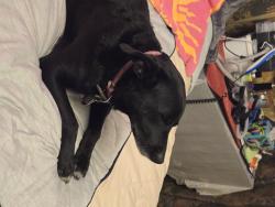 Reunited Female Dog last seen Texas Ave/9th Street, Shallowater, TX 79363