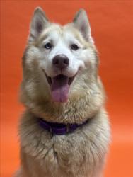 Shelter Stray Female Dog last seen INDUSTRIAL PKWY, 16 Barnes Ct, Hayward, CA 94544, USA
