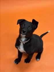 Shelter Stray Female Dog last seen LEFT IN FRONT OF SHELTER, 16 Barnes Ct, Hayward, CA 94544, USA