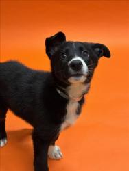 Shelter Stray Female Dog last seen LEFT IN FRONT OF SHELTER, 16 Barnes Ct, Hayward, CA 94544, USA