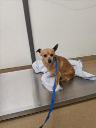 Shelter Stray Male Dog last seen ORLANDO, 16 Barnes Ct, Hayward, CA 94544, USA