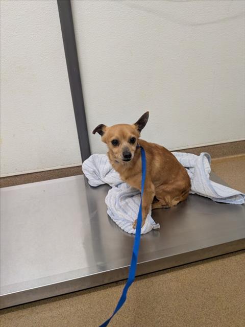 Shelter Stray Male Dog last seen ORLANDO, 16 Barnes Ct, Hayward, CA 94544, USA