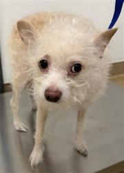 Shelter Stray Male Dog last seen W A ST/ARTEAGA'S MARKET, 16 Barnes Ct, Hayward, CA 94544, USA