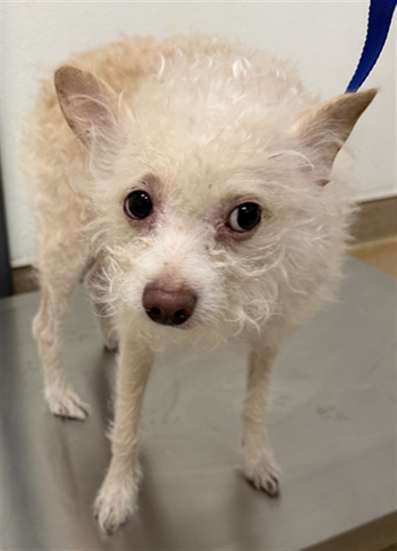 Shelter Stray Male Dog last seen W A ST/ARTEAGA'S MARKET, 16 Barnes Ct, Hayward, CA 94544, USA