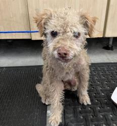 Shelter Stray Male Dog last seen , 600 Aviation Dr, Camarillo, CA 93010, USA