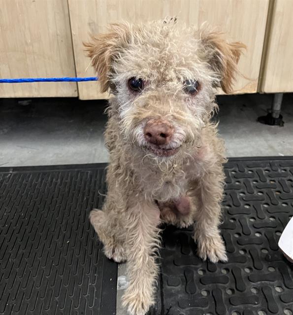 Shelter Stray Male Dog last seen , 600 Aviation Dr, Camarillo, CA 93010, USA