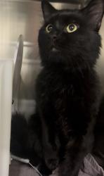Shelter Stray Unknown Cat last seen ST CHARLES CO, 4850 Mid Rivers Mall Dr, St Peters, MO 63376, USA