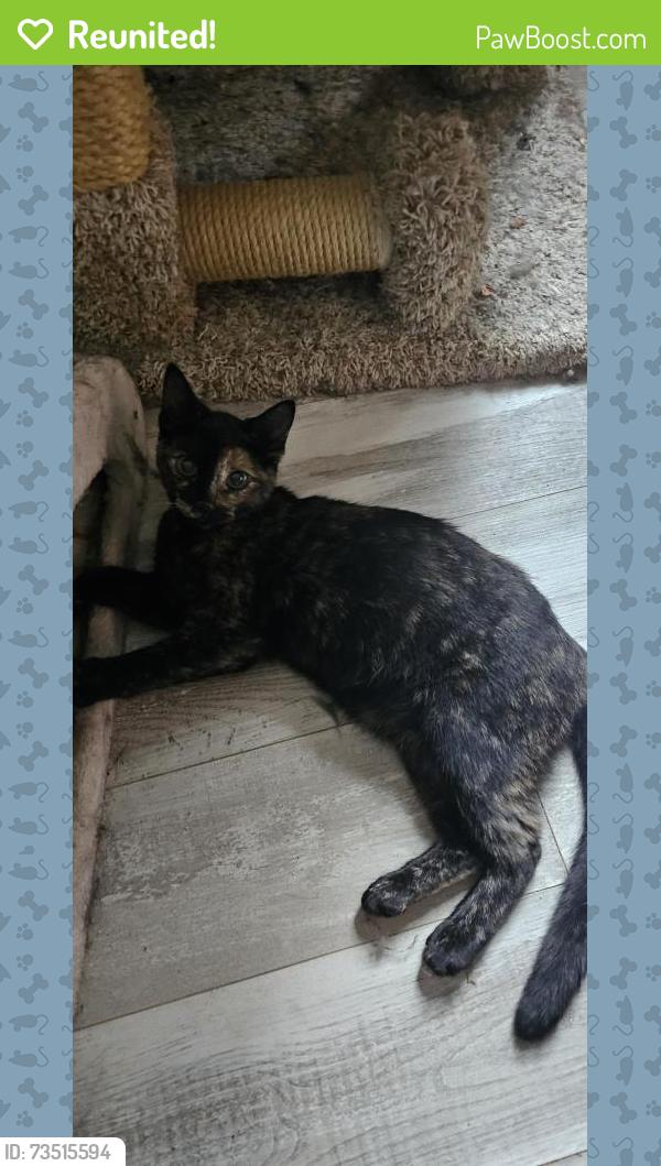 Reunited Female Cat last seen Near blakeslee street Kalamazoo mi, Kalamazoo, MI 49006