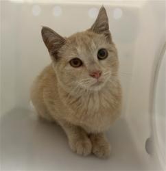 Shelter Stray Unknown Cat last seen Near BLOCK S QUEBEC ST, DENVER CO 80231, 2080 S Quebec St, Denver, CO 80231, USA