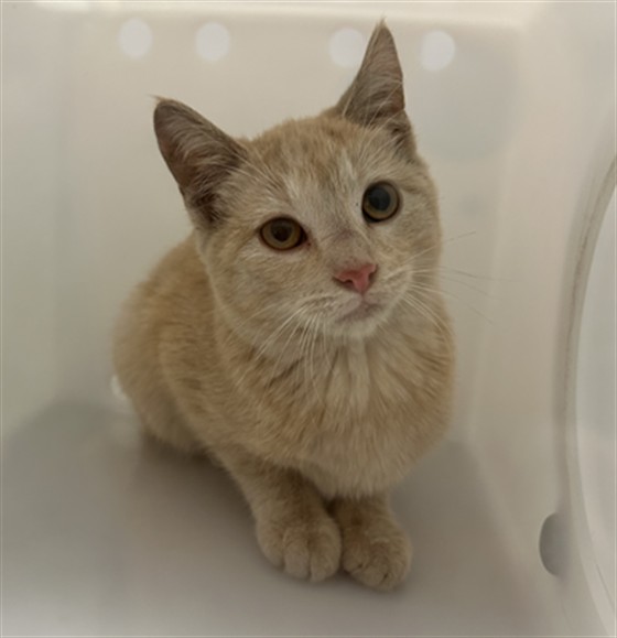 Shelter Stray Unknown Cat last seen Near BLOCK S QUEBEC ST, DENVER CO 80231, 2080 S Quebec St, Denver, CO 80231, USA