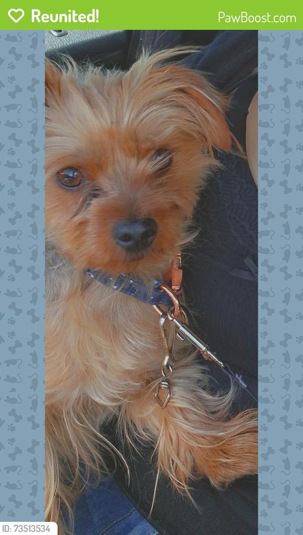 Reunited Male Dog last seen 90th St E & E Ave Q-12, Sun Village, CA 93543, USA, Sun Village, CA 93543