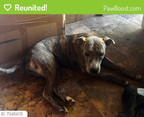 Reunited Female Dog last seen Mayberry and 2 mile, Mission, TX 78574