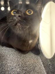 Shelter Stray Unknown Cat last seen Near BLOCK DOUGLAS FIR AVE, 4556 Castleton Ct, Castle Rock, CO 80109, USA