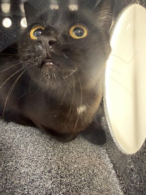 Shelter Stray Unknown Cat last seen Near BLOCK DOUGLAS FIR AVE, 4556 Castleton Ct, Castle Rock, CO 80109, USA