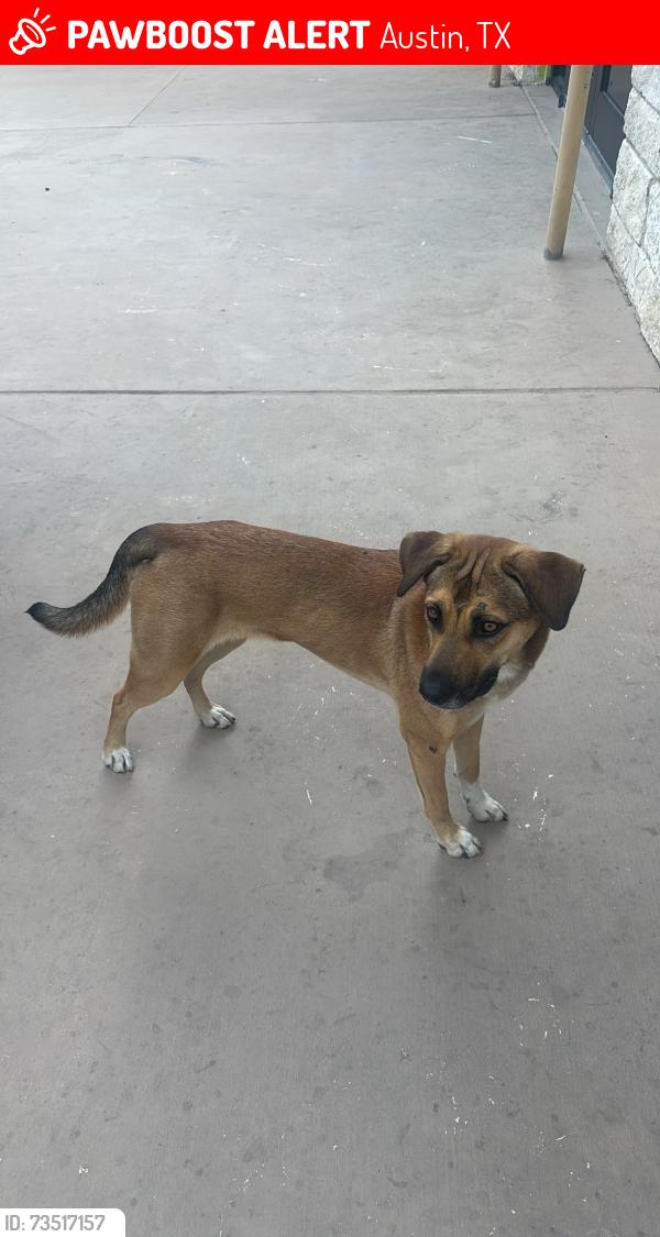 Lost Female Dog last seen Arrowwood dr and Dorsett Rd, Austin, TX 78727