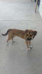 Lost Female Dog last seen Arrowwood dr and Dorsett Rd, Austin, TX 78727
