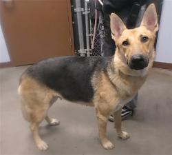 Shelter Stray Female Dog last seen 35TH AVE AND WHITTON AVE, 2500 S 27th Ave, Phoenix, AZ 85009, USA