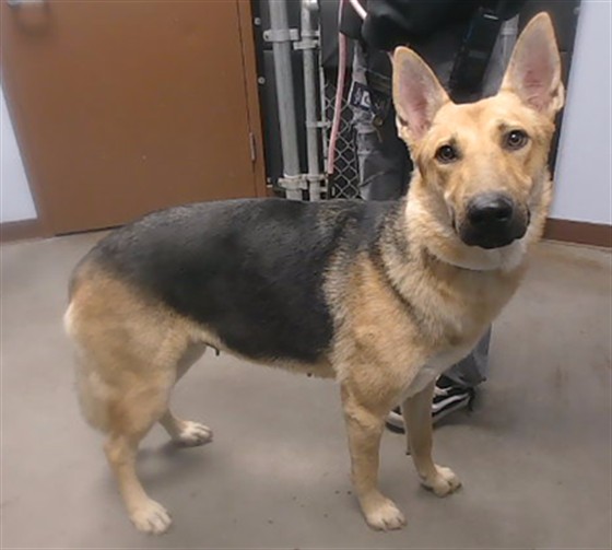 Shelter Stray Female Dog last seen 35TH AVE AND WHITTON AVE, 2500 S 27th Ave, Phoenix, AZ 85009, USA