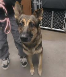 Shelter Stray Male Dog last seen 35TH AVE AND WHITTON AVE, 2500 S 27th Ave, Phoenix, AZ 85009, USA