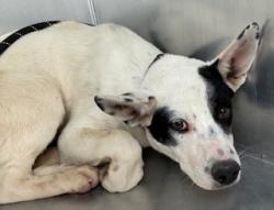 Shelter Stray Male Dog last seen 27TH AVE AND SOUTH MOUNTAIN AVE, 2500 S 27th Ave, Phoenix, AZ 85009, USA