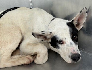 Shelter Stray Male Dog last seen 27TH AVE AND SOUTH MOUNTAIN AVE, 2500 S 27th Ave, Phoenix, AZ 85009, USA