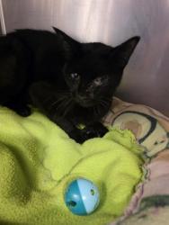 Shelter Stray Female Cat last seen Near BLOCK RIO GRANDE NW, 11800 Sunset Gardens Rd SW, Albuquerque, NM 87121, USA