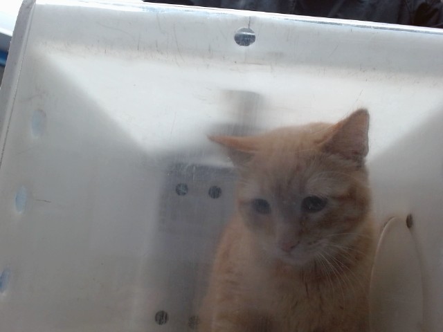 Shelter Stray Male Cat last seen Near BLOCK NEW YORK NW, 11800 Sunset Gardens Rd SW, Albuquerque, NM 87121, USA