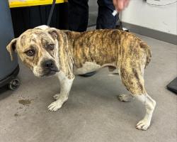 Shelter Stray Male Dog last seen GILBERT RD AND SOUTHERN AVE, 1920 S Lewis, Mesa, AZ 85210, USA