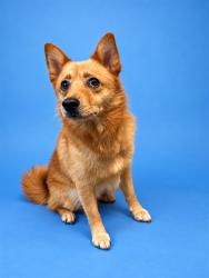 Shelter Stray Male Dog last seen HERMITAGE AND LENCZYK RD, 2020 Forest St, Jacksonville, FL 32204, USA