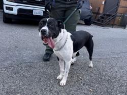 Shelter Stray Female Dog last seen 34TH / PICO, 1640 9th St, Santa Monica, CA 90404, USA