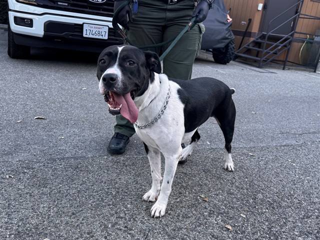 Shelter Stray Female Dog last seen 34TH / PICO, 1640 9th St, Santa Monica, CA 90404, USA