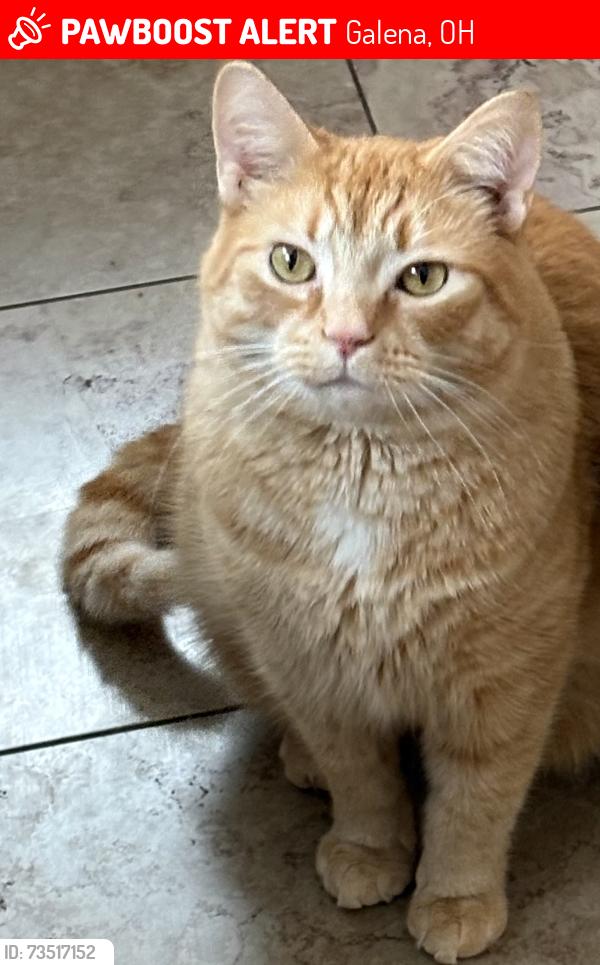 Lost Male Cat last seen Sunbury Rd & Harlem Rd, Galena, OH 43021