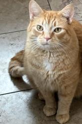 Lost Male Cat last seen Sunbury Rd & Harlem Rd, Galena, OH 43021