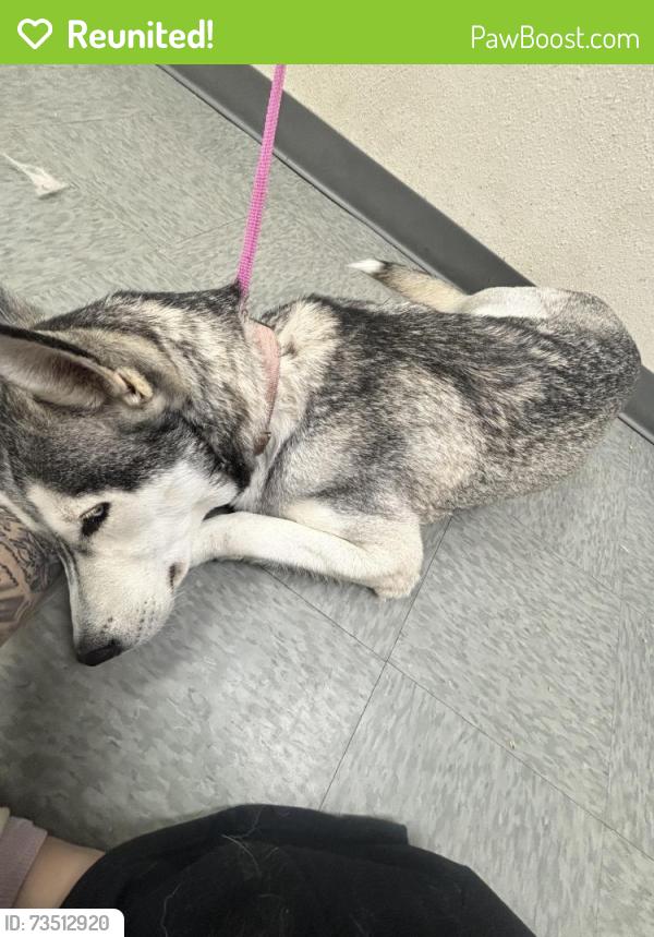 Reunited Female Dog last seen Cooley & Via Lata, Colton, CA 92324