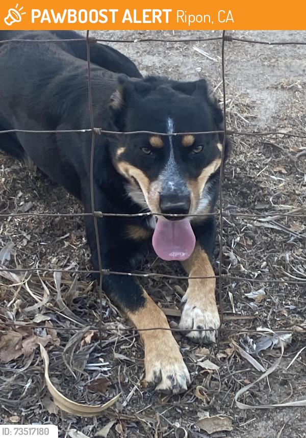 Found/Stray Male Dog last seen Carrollton Road Ripon, California, Ripon, CA 95366