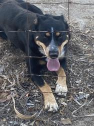 Found/Stray Male Dog last seen Carrollton Road Ripon, California, Ripon, CA 95366
