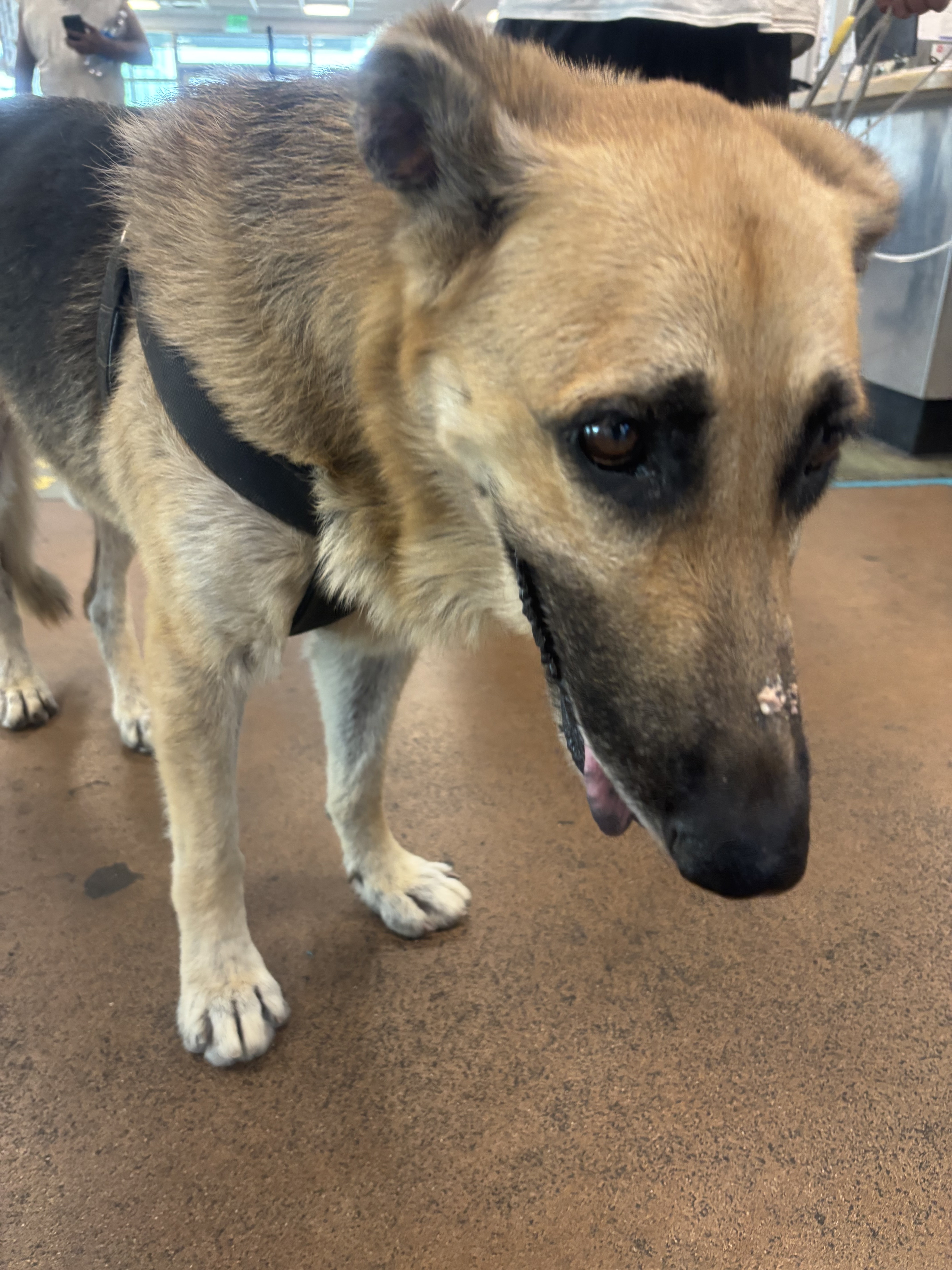 Shelter Stray Male Dog last seen , 14409 Vanowen St, Van Nuys, CA 91405, USA