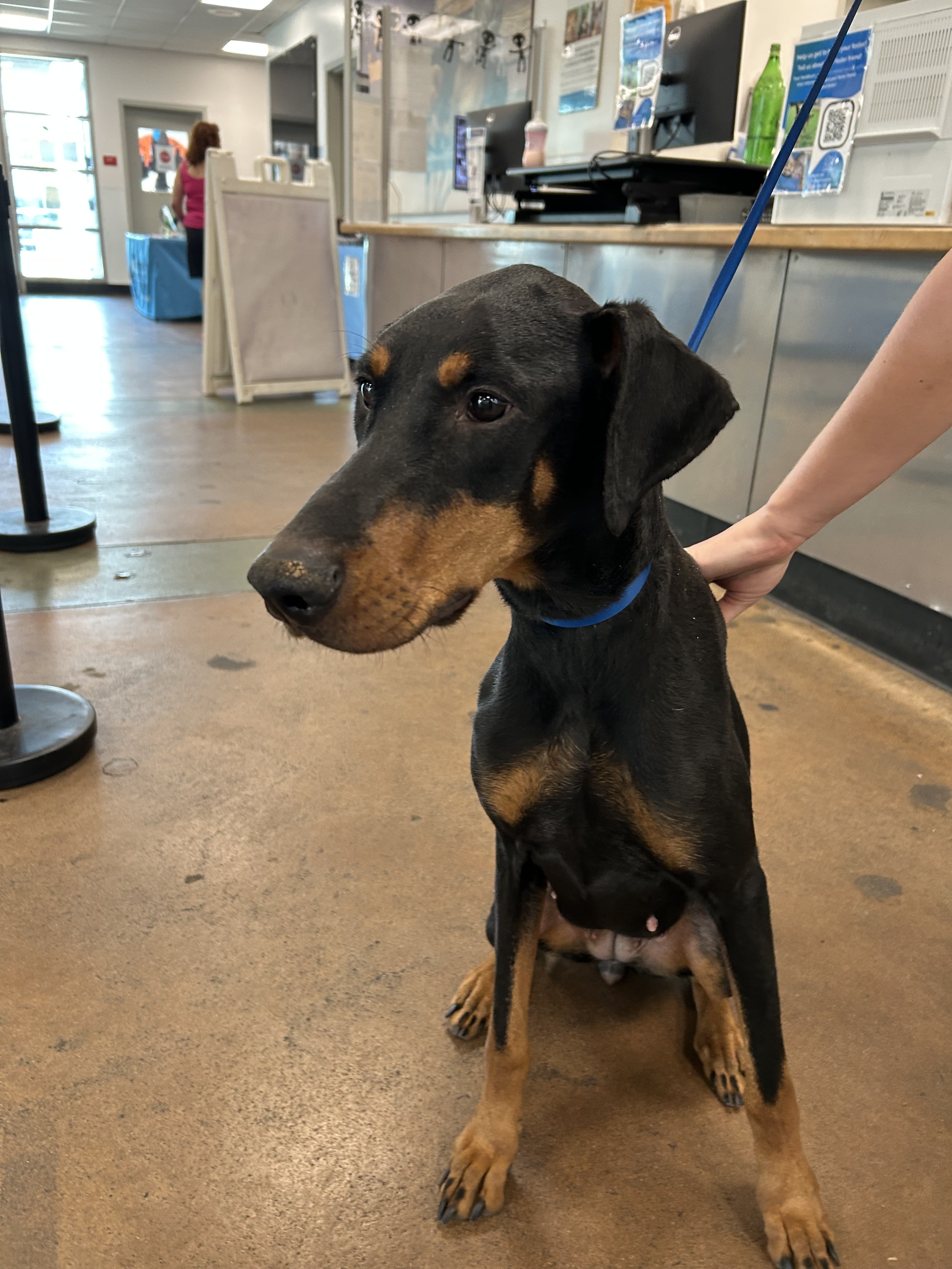 Shelter Stray Female Dog last seen , 14409 Vanowen St, Van Nuys, CA 91405, USA